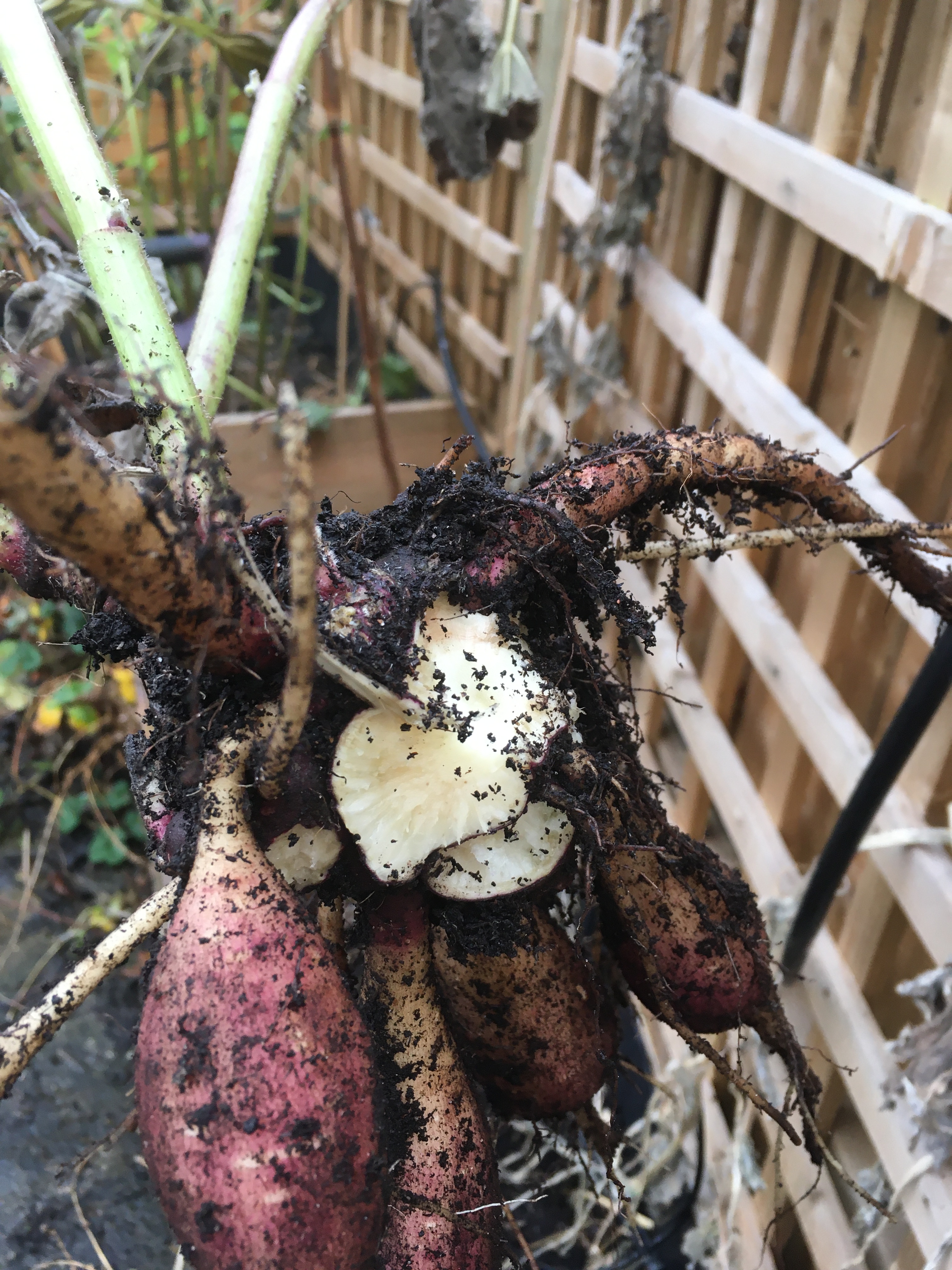 Yacon  Not a Horticulturist