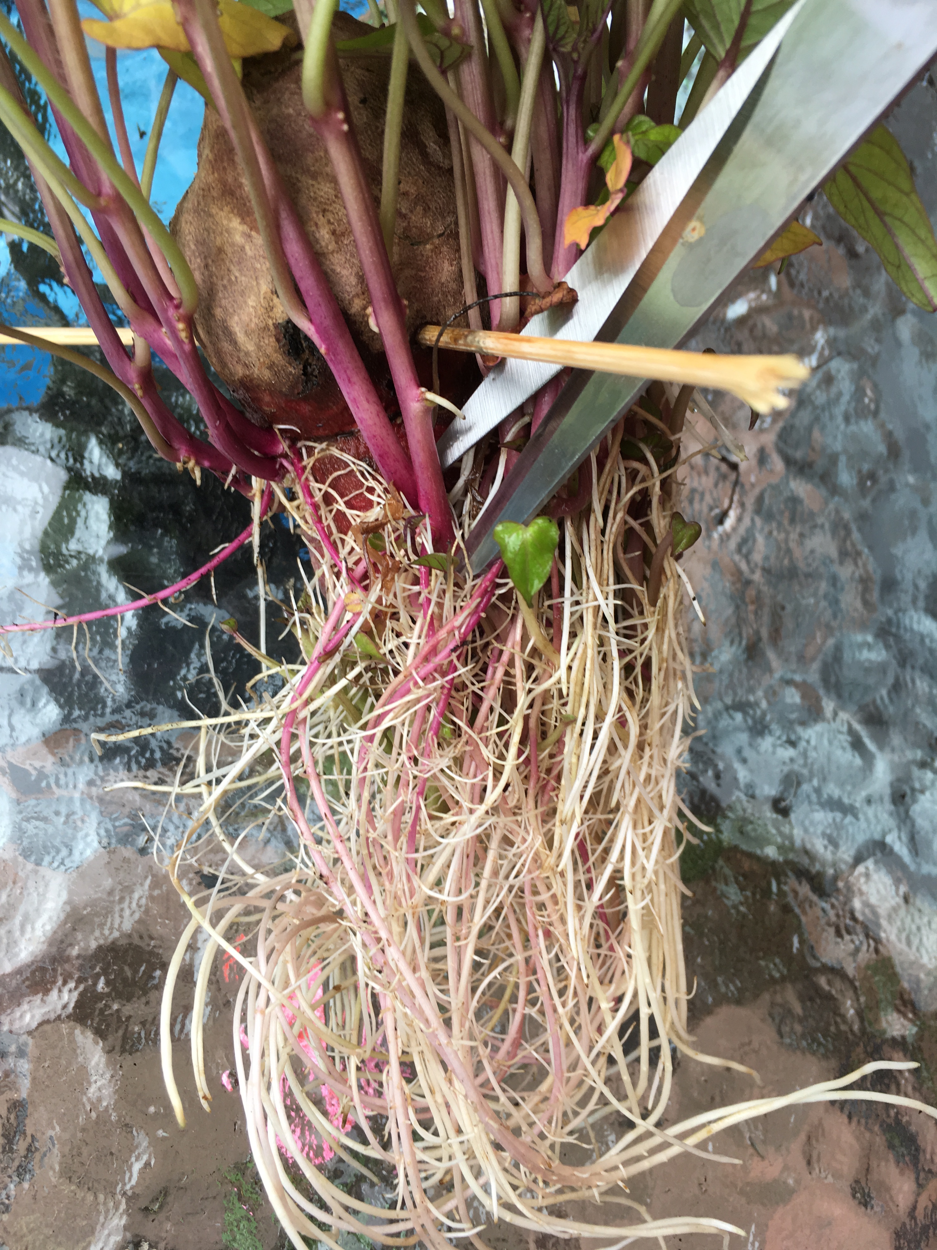 Sweet potato leaves – Not a Horticulturist, image size:3024x4032