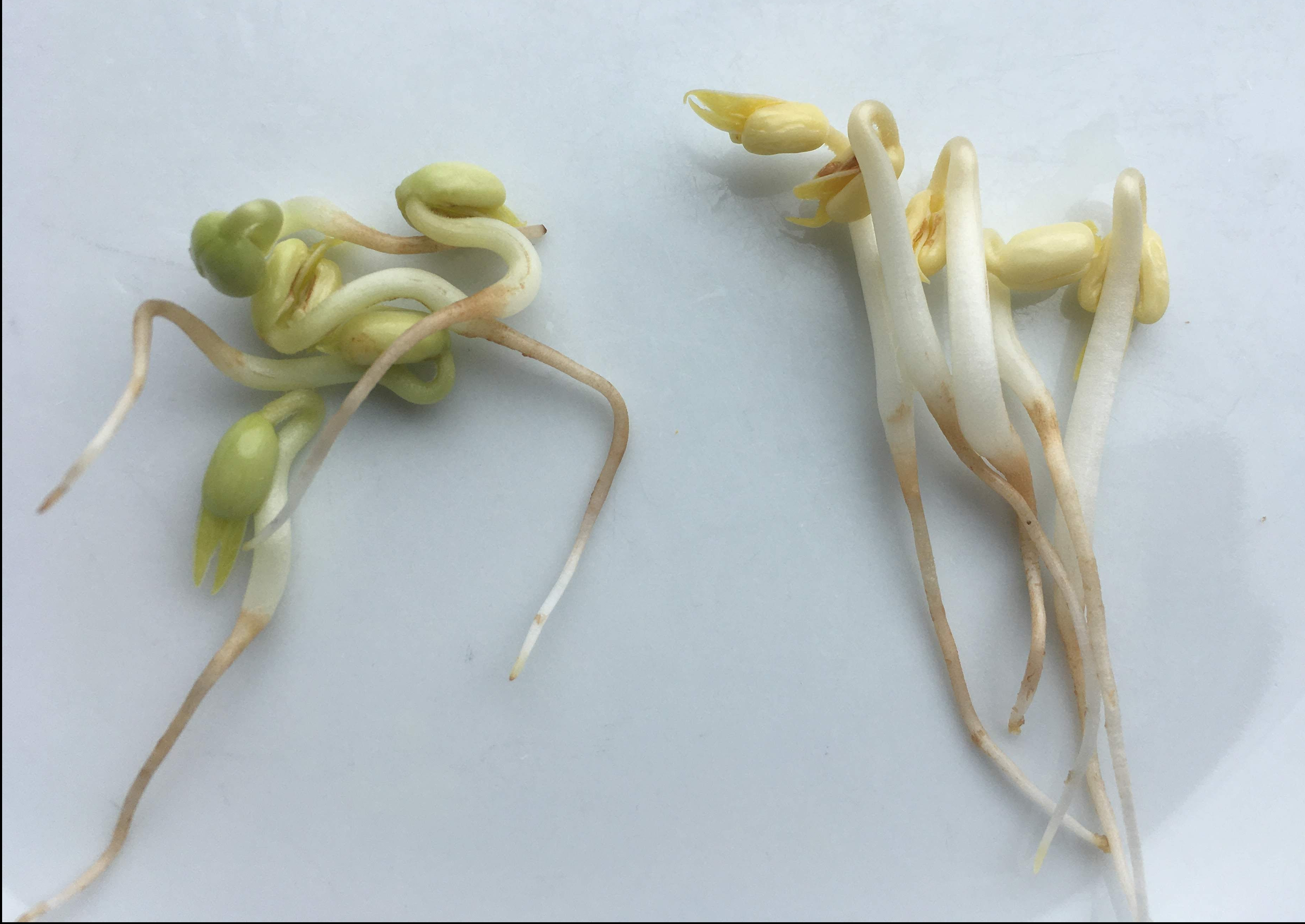 Sprouted Roots Bean Sprouts Roots Mung Beans How To Avoid Roots? : R/Sprouting