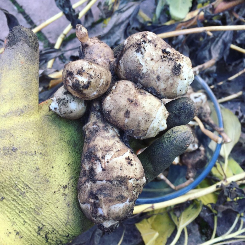 One knobbly large tuber