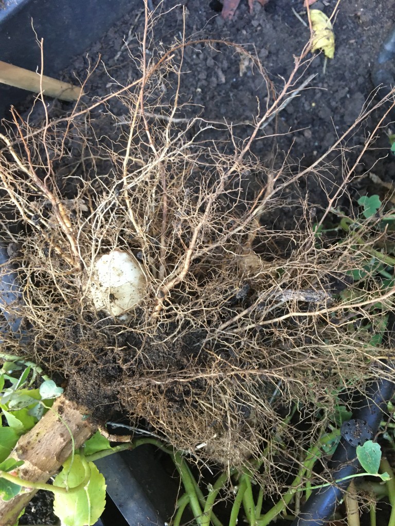 pulling did not lift many tubers