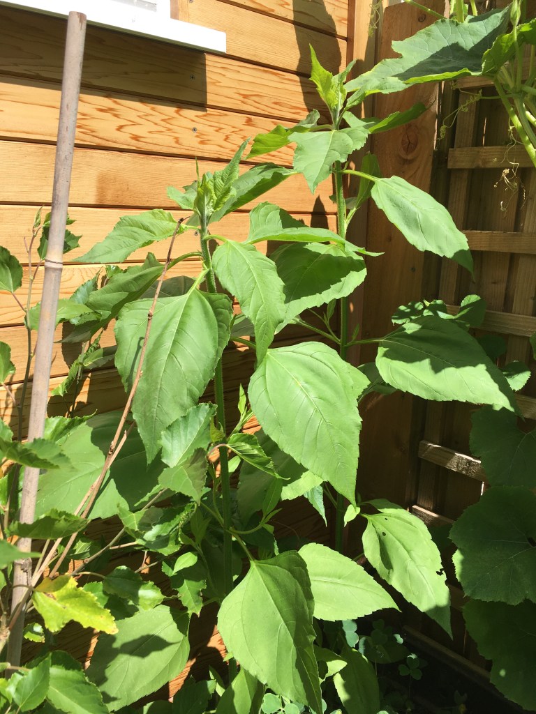 1 month - end of June