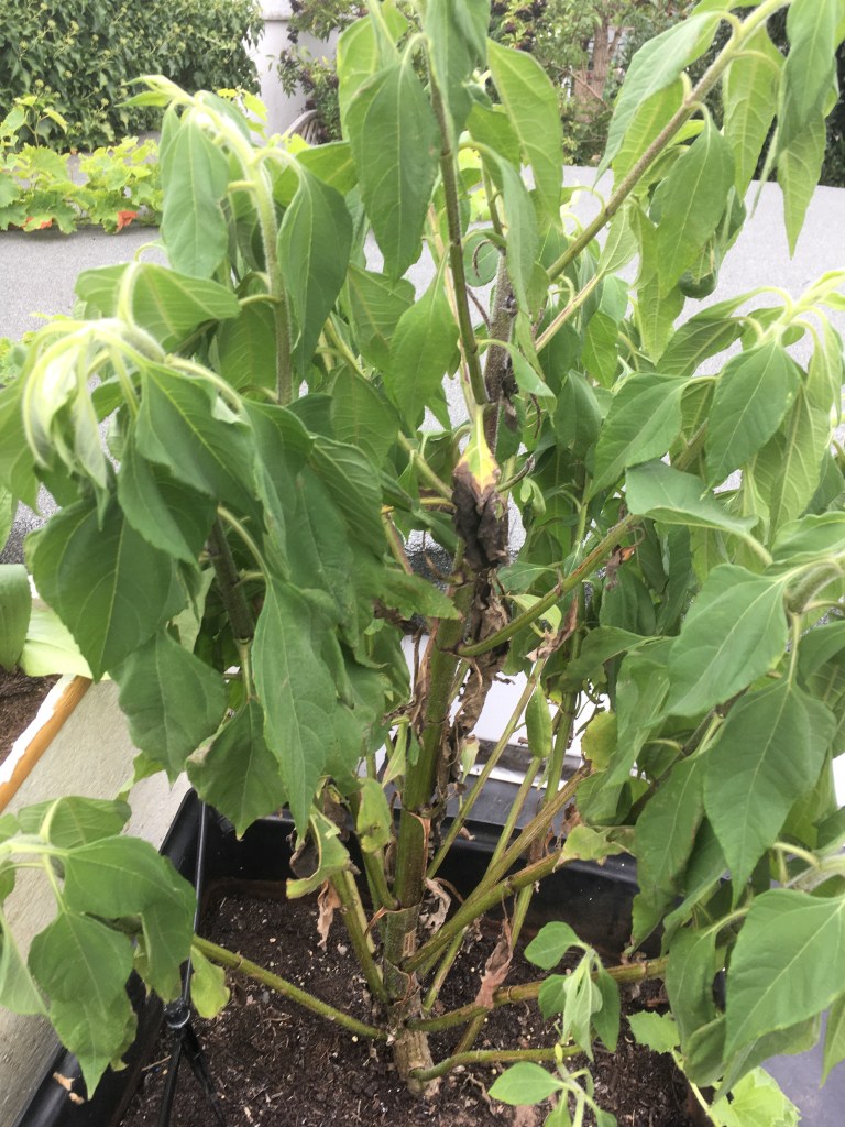 Aug wind dried out a plant, but it recovered.