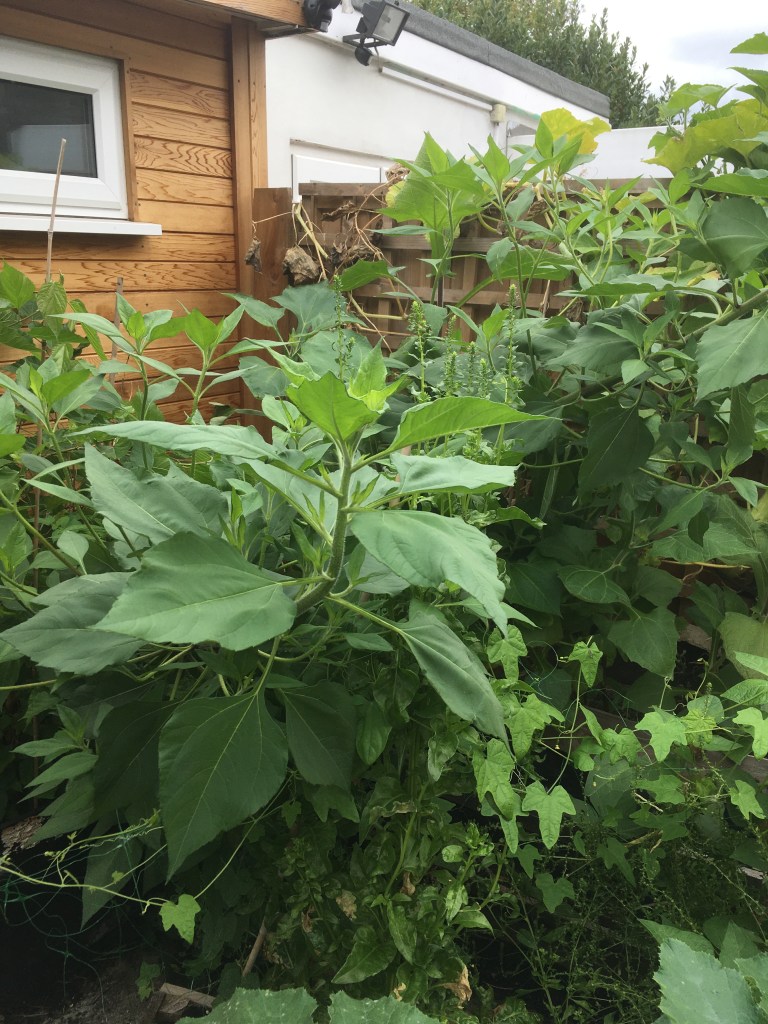 3mths - Aug - blown down by strong winds